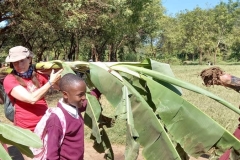 BananaTrees