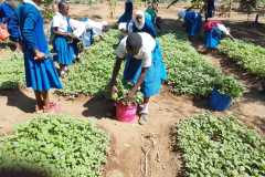 HarvestingVegs